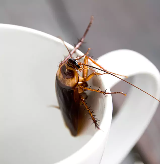 Why North Fort Myers, FL Residents Trust North Fort Myers Pest Control Pro for Cockroach Fumigation?