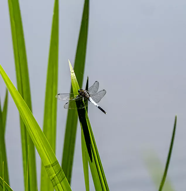 Why North Fort Myers Families Trust North Fort Myers Pest Control Pro for Mosquito Prevention?