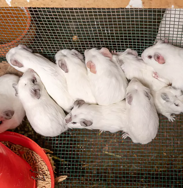 Why North Fort Myers Pest Control Pro Is the Trusted Choice in North Fort Myers, FL?