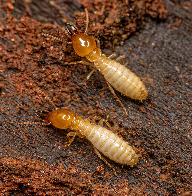 Why Choose North Fort Myers Pest Control Pro for Termite Treatment Without Tenting in North Fort Myers, FL?