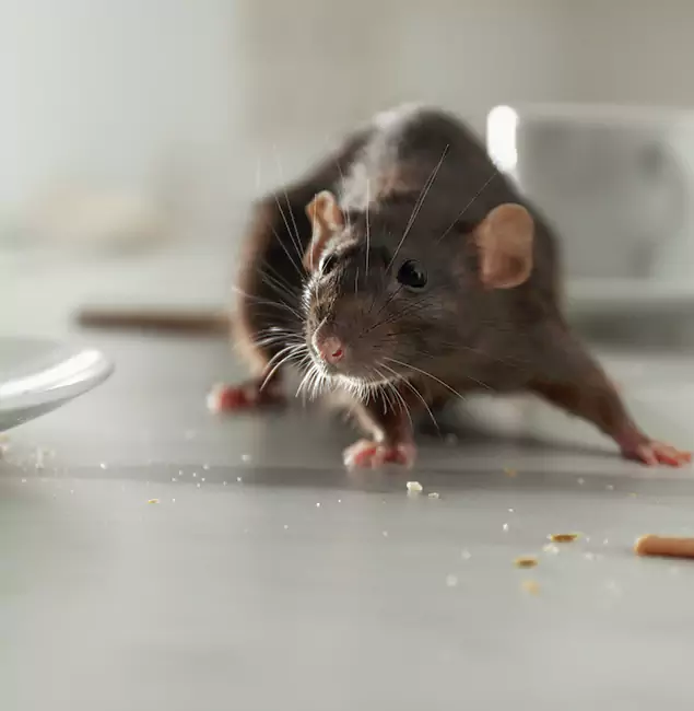 Why Choose North Fort Myers Pest Control Pro for Rodent Control in North Fort Myers, FL?