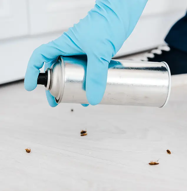 Why Choose North Fort Myers Pest Control Pro for Safe Bed Bug Treatment in North Fort Myers, FL?