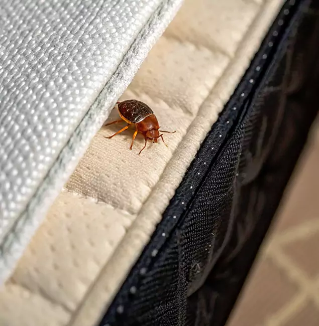 Why North Fort Myers Homeowners Trust North Fort Myers Pest Control Pro for Tick Treatment?