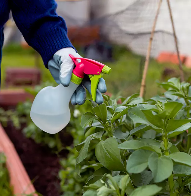 Why North Fort Myers Relies on North Fort Myers Pest Control Pro for Wasp Control Services?