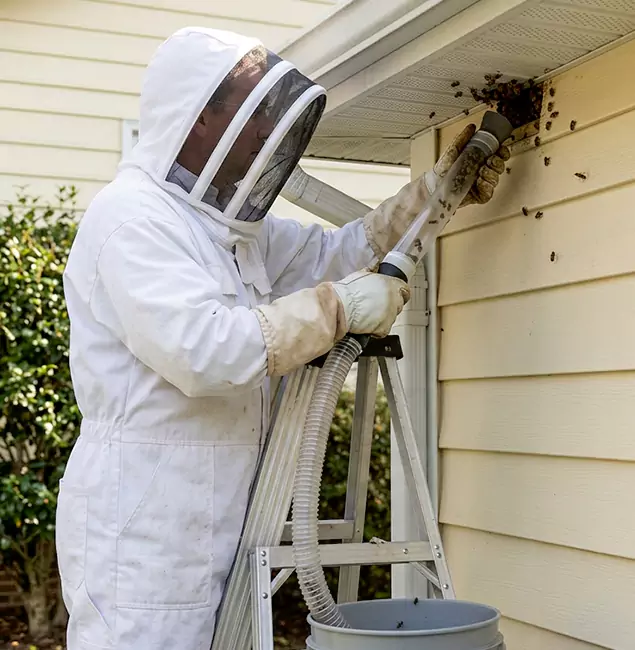 Why North Fort Myers Trusts North Fort Myers Pest Control Pro for Wasp Control?