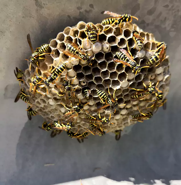 Why North Fort Myers Chooses North Fort Myers Pest Control Pro for Wasp Control Services?