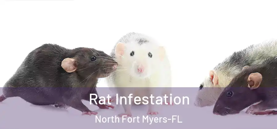 Rat Infestation North Fort Myers-FL