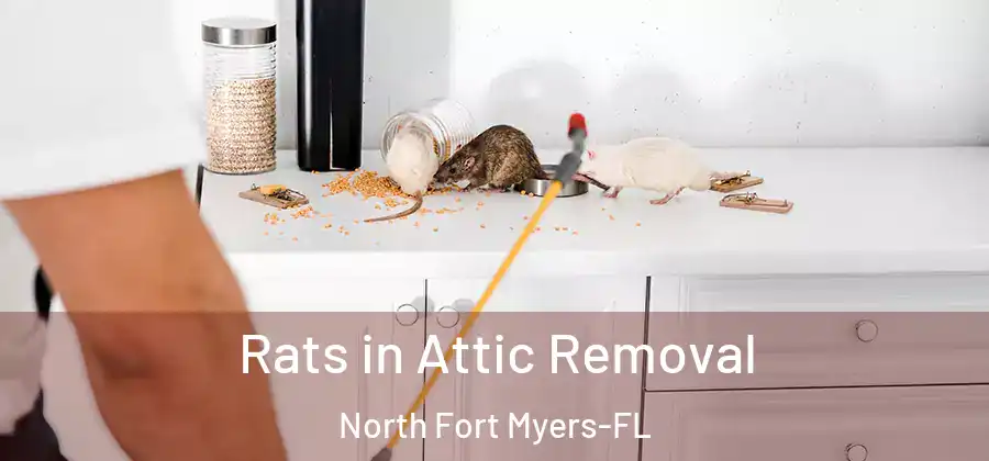 Rats in Attic Removal North Fort Myers-FL
