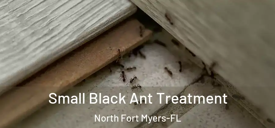 Small Black Ant Treatment North Fort Myers-FL