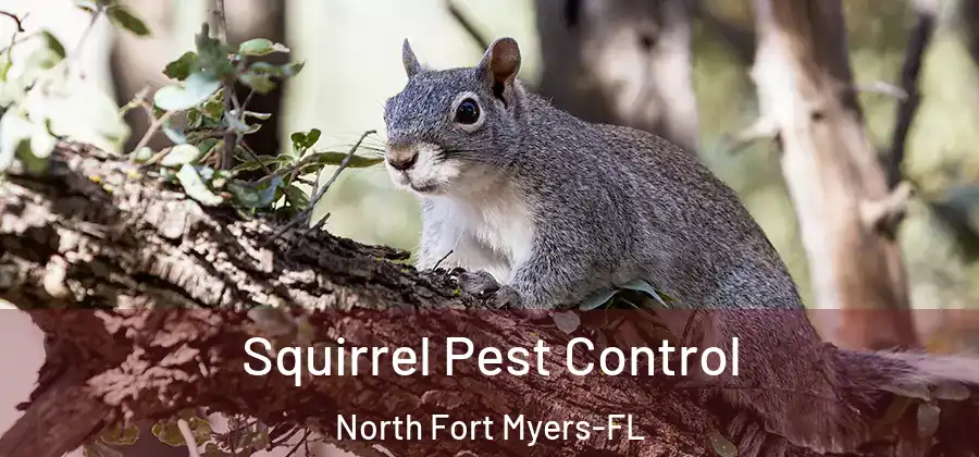 Squirrel Pest Control North Fort Myers-FL