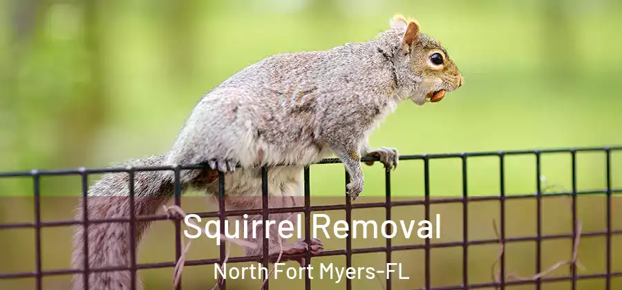 Squirrel Removal North Fort Myers-FL