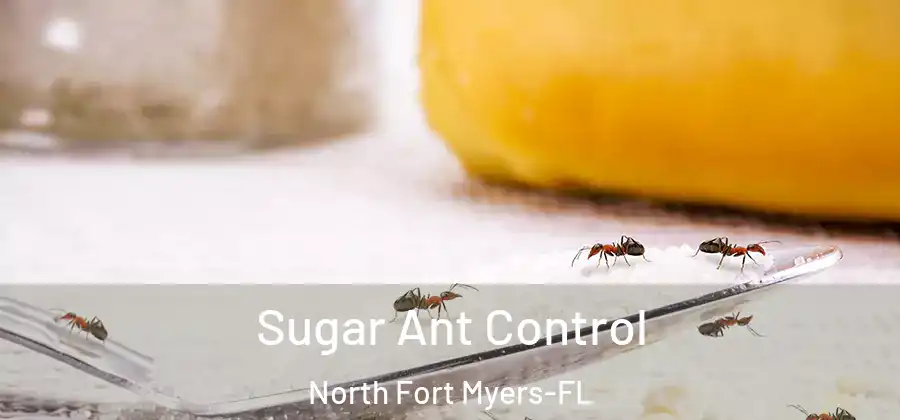 Sugar Ant Control North Fort Myers-FL